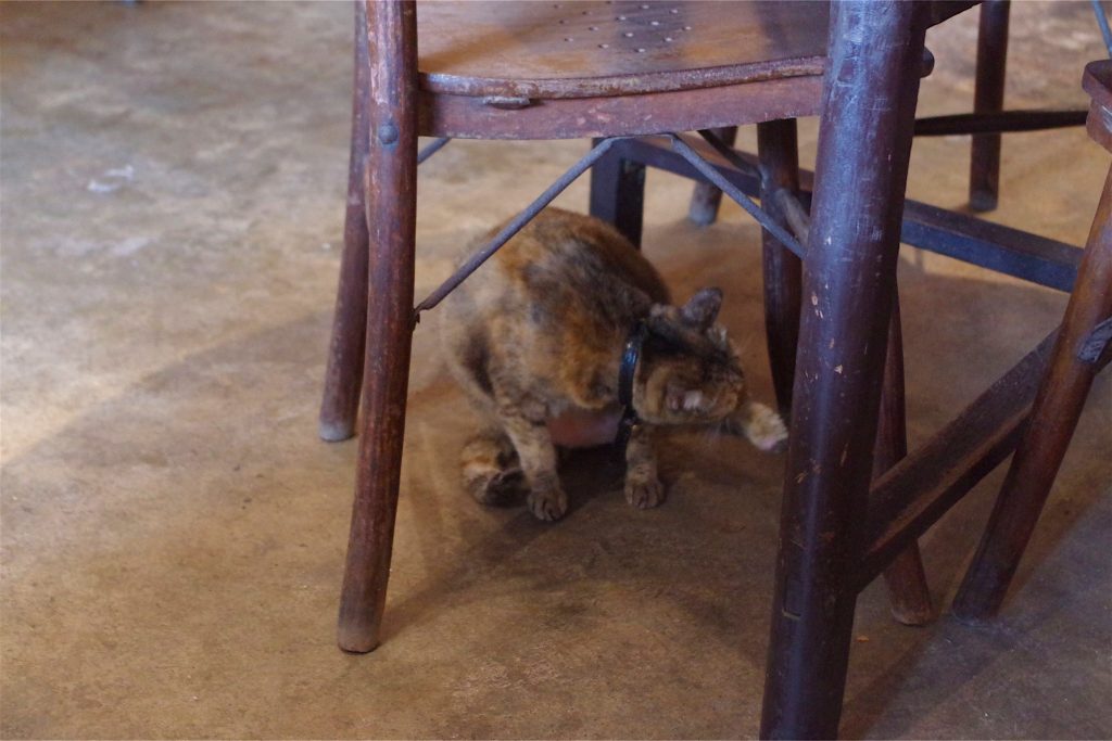 カヤカヤカフェの猫